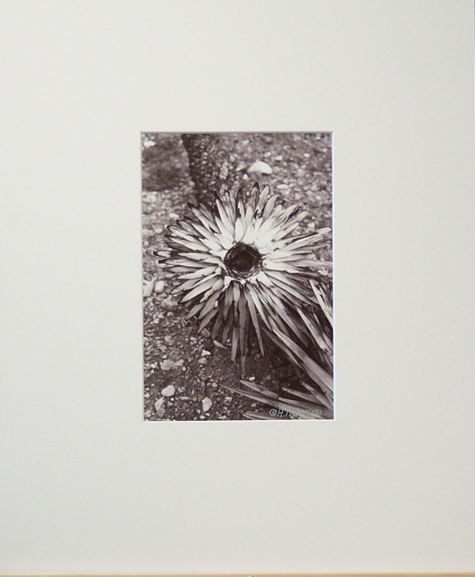 Circle Top of Joshua Tree - 10" x 7" sepia toned image, Matted to 11 x 14